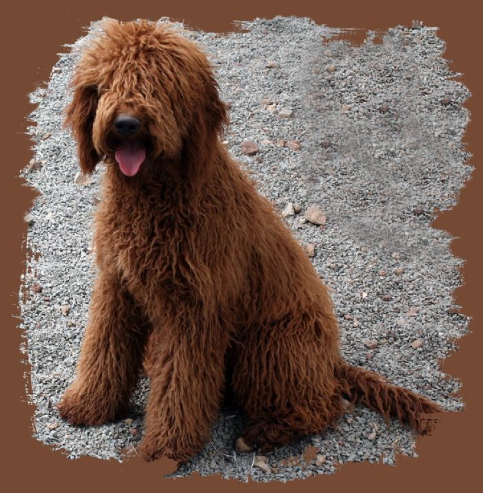 An Australian Cobberdog can be Brown, Cafe, Blonde, White, Red, Black, Gold, Particolour